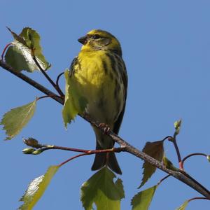 European Serin