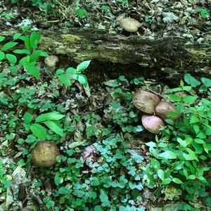 Fawn Mushroom