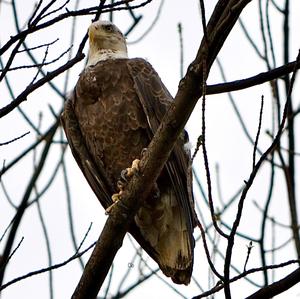 Bald Eagle