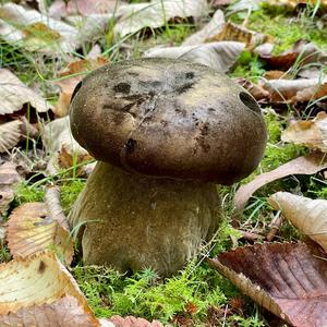 King Bolete