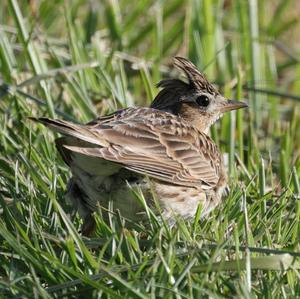 Eurasian Skylark