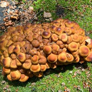 Changing Pholiota