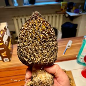 Black Morel