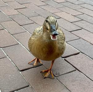 Mallard