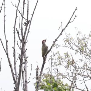 Eurasian Green Woodpecker