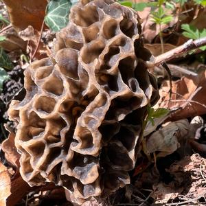 Yellow Morel