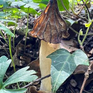 Half-free Morel