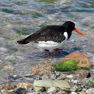 Eurasian Oystercatcher