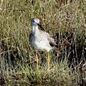 Greater Yellowlegs