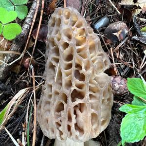 Black Morel