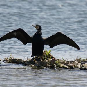 Great Cormorant