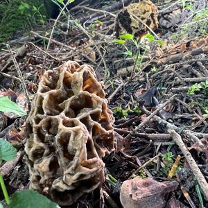 Yellow Morel