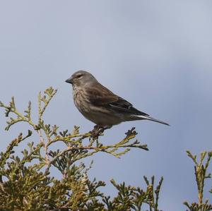 Eurasian Linnet