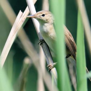 Marsh Warbler