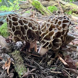 Yellow Morel