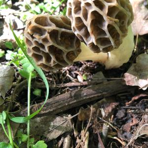 Yellow Morel