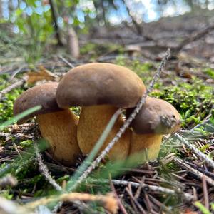 Bay Bolete