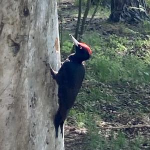 Black woodpecker