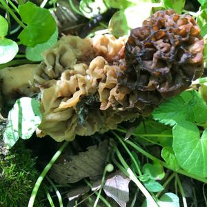 Yellow Morel