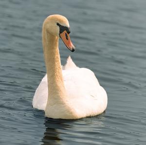 Mute Swan