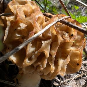 Yellow Morel