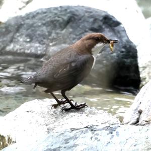 White-throated Dipper