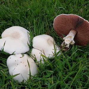 Horse Mushroom