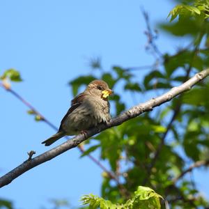 House Sparrow