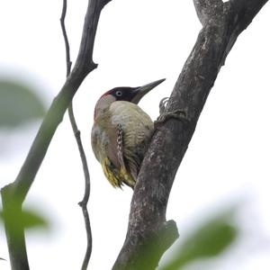 Eurasian Green Woodpecker