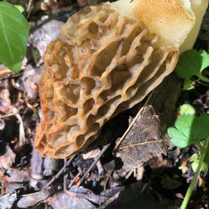 Yellow Morel