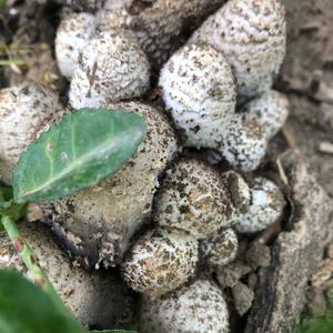 Shaggy Mane