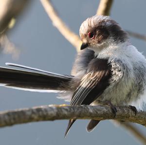 Long-tailed Tit