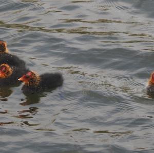 Common Coot