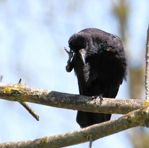 Carrion Crow