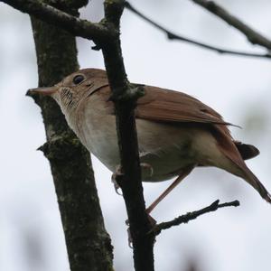 Common Nightingale