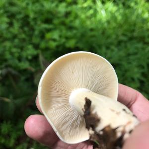 St George`s Mushroom