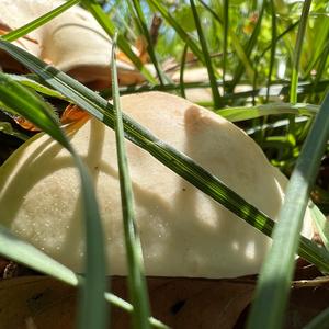 St George`s Mushroom