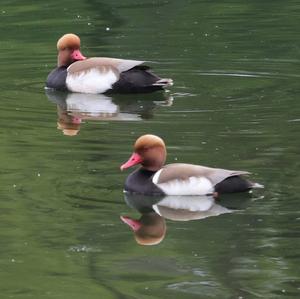 Red-crested Pochard