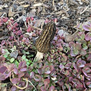 Black Morel