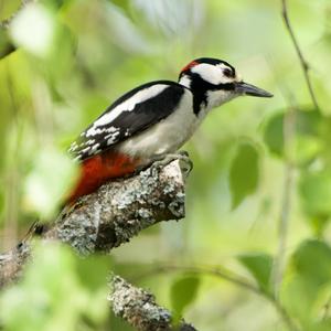 Great Spotted Woodpecker