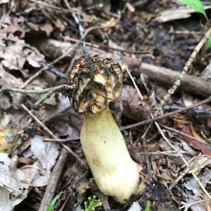 Yellow Morel