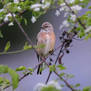 Eurasian Linnet