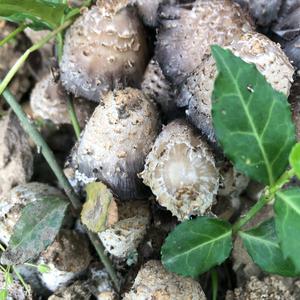 Shaggy Mane