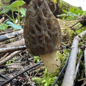 Black Morel