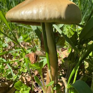 Spring Agrocybe