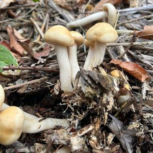 Spring Agrocybe