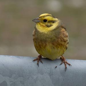 Yellowhammer