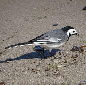 White Wagtail