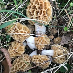 Yellow Morel