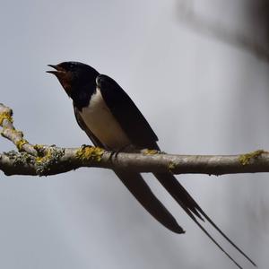 Barn Swallow